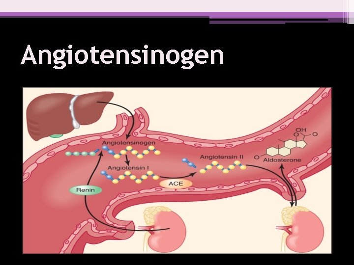 Angiotensinogen 