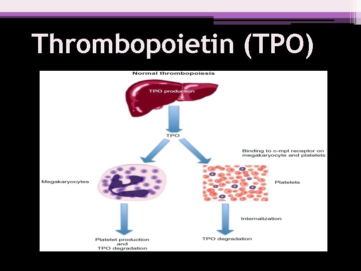 Thrombopoietin (TPO) 