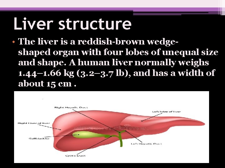 Liver structure • The liver is a reddish-brown wedgeshaped organ with four lobes of