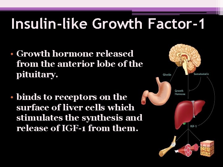 Insulin-like Growth Factor-1 • Growth hormone released from the anterior lobe of the pituitary.