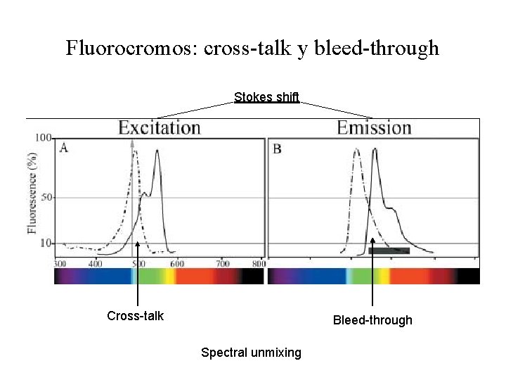 Fluorocromos: cross-talk y bleed-through Stokes shift Cross-talk Bleed-through Spectral unmixing 