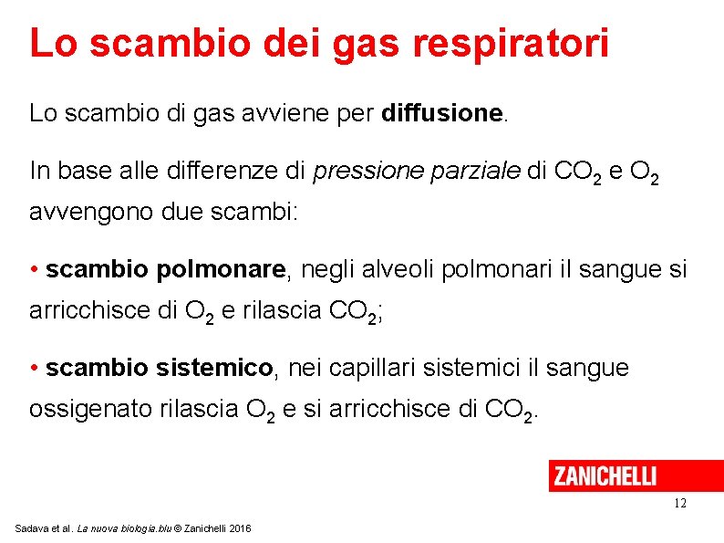 Lo scambio dei gas respiratori Lo scambio di gas avviene per diffusione. In base