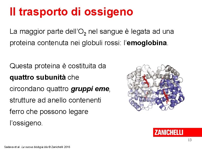 Il trasporto di ossigeno La maggior parte dell’O 2 nel sangue è legata ad