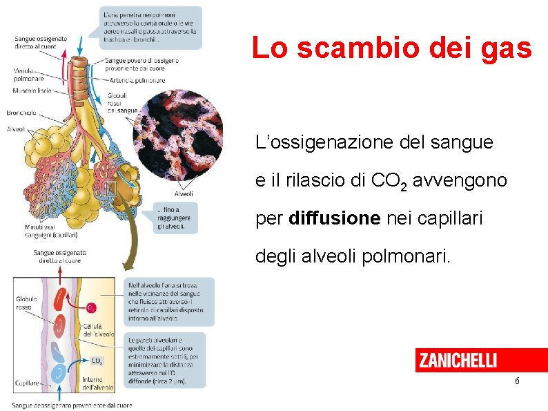 Lo scambio dei gas L’ossigenazione del sangue e il rilascio di CO 2 avvengono