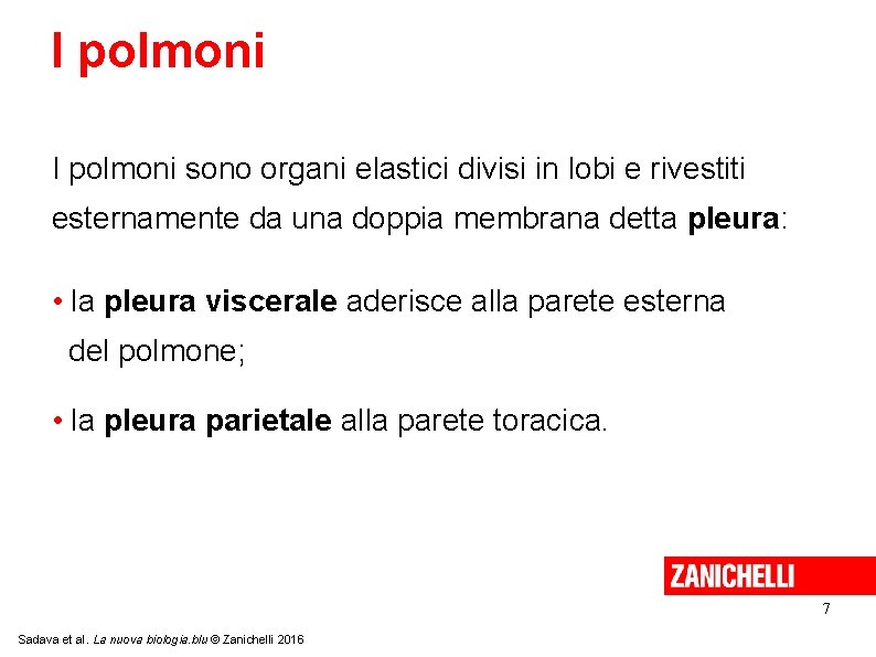 I polmoni sono organi elastici divisi in lobi e rivestiti esternamente da una doppia