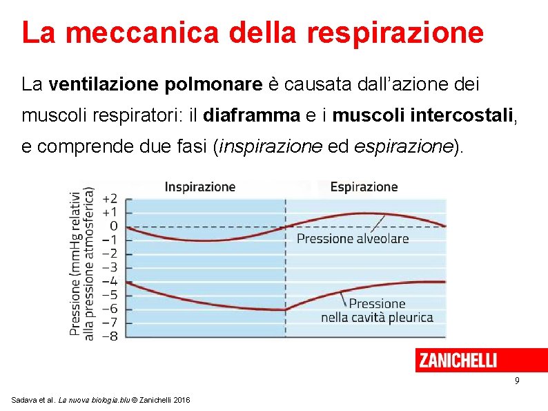 La meccanica della respirazione La ventilazione polmonare è causata dall’azione dei muscoli respiratori: il