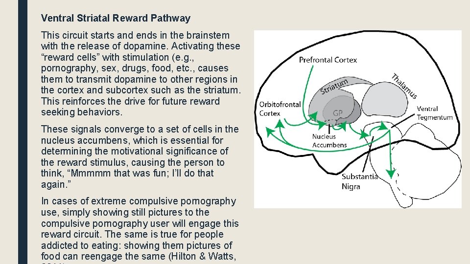 Ventral Striatal Reward Pathway This circuit starts and ends in the brainstem with the