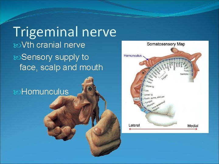 Trigeminal nerve Vth cranial nerve Sensory supply to face, scalp and mouth Homunculus 