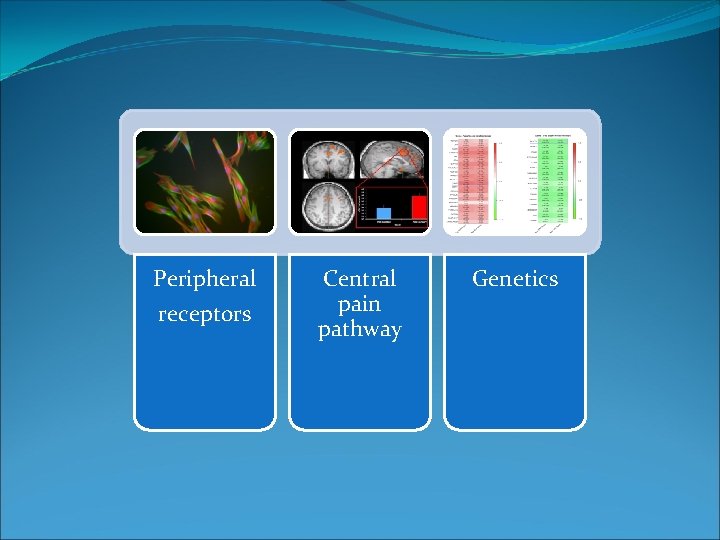 Peripheral receptors Central pain pathway Genetics 