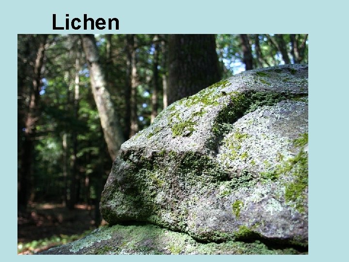 Lichen 