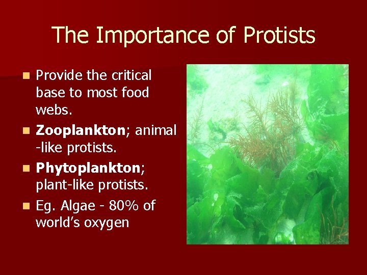 The Importance of Protists Provide the critical base to most food webs. n Zooplankton;