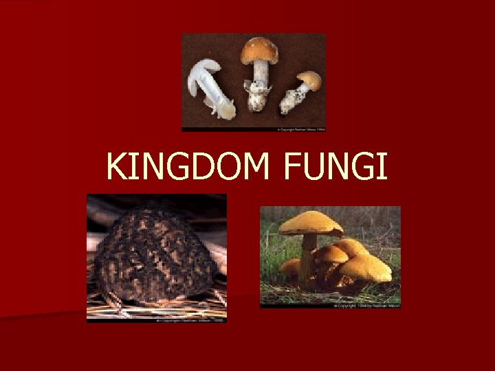KINGDOM FUNGI 