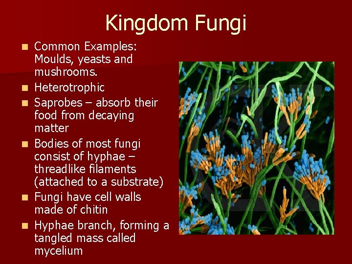 Kingdom Fungi n n n Common Examples: Moulds, yeasts and mushrooms. Heterotrophic Saprobes –