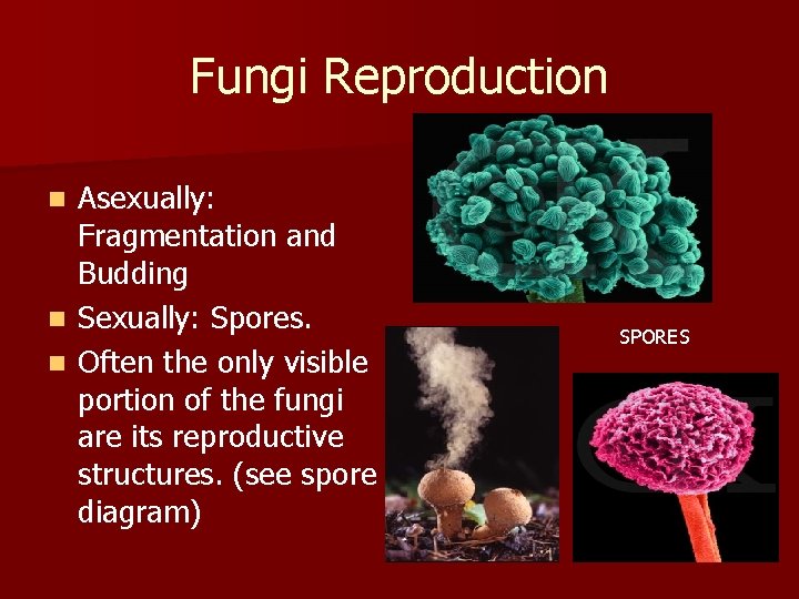Fungi Reproduction Asexually: Fragmentation and Budding n Sexually: Spores. n Often the only visible