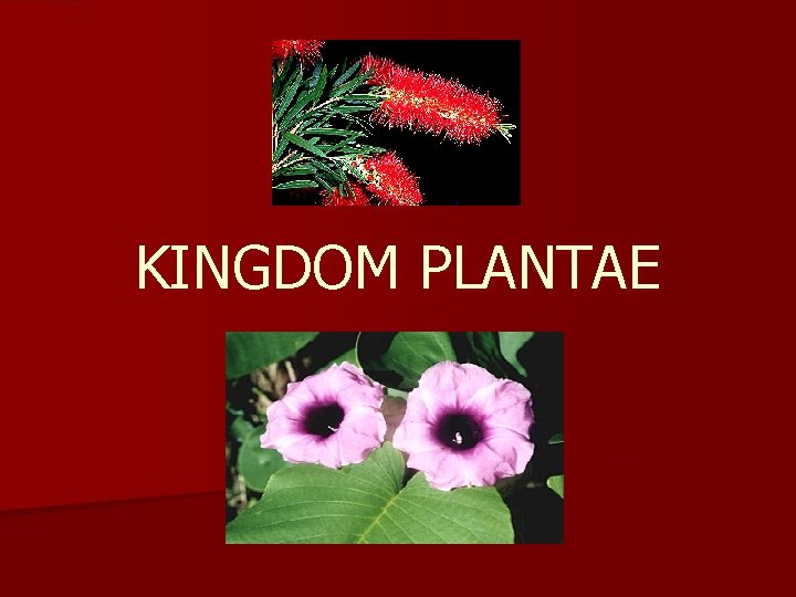 KINGDOM PLANTAE 