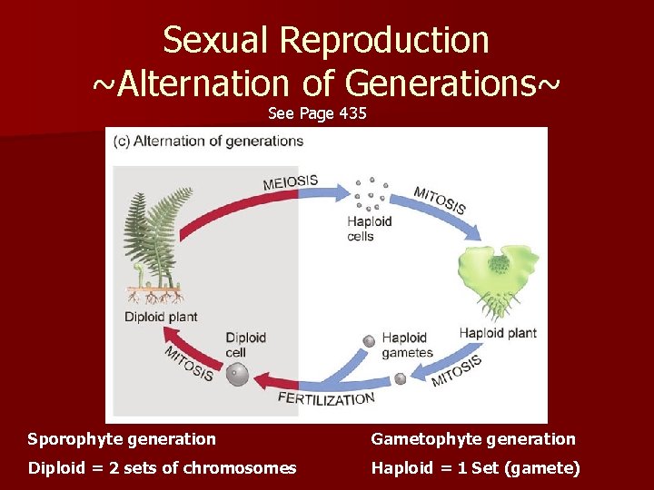 Sexual Reproduction ~Alternation of Generations~ See Page 435 Sporophyte generation Gametophyte generation Diploid =