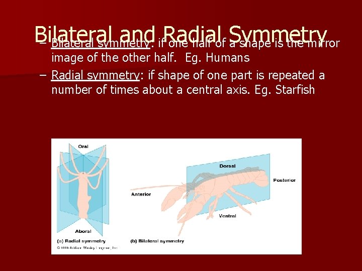 Bilateral and: if. Radial – Bilateral symmetry one half of Symmetry a shape is