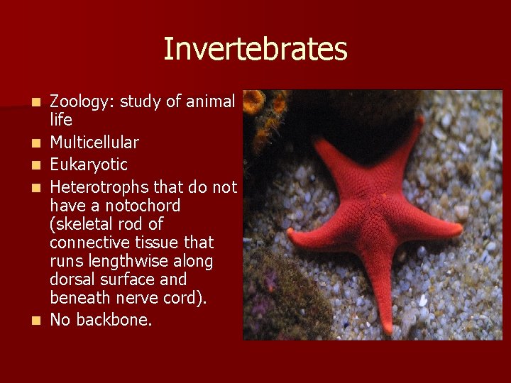 Invertebrates n n n Zoology: study of animal life Multicellular Eukaryotic Heterotrophs that do