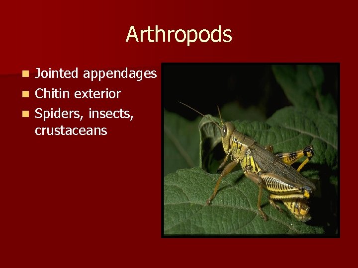 Arthropods Jointed appendages n Chitin exterior n Spiders, insects, crustaceans n 