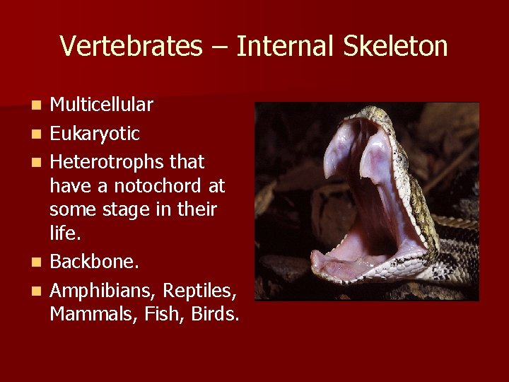 Vertebrates – Internal Skeleton n n Multicellular Eukaryotic Heterotrophs that have a notochord at
