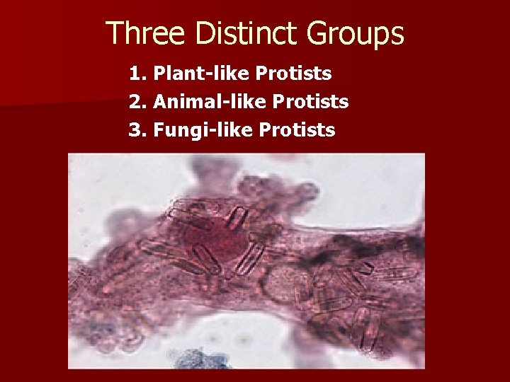 Three Distinct Groups 1. Plant-like Protists 2. Animal-like Protists 3. Fungi-like Protists 
