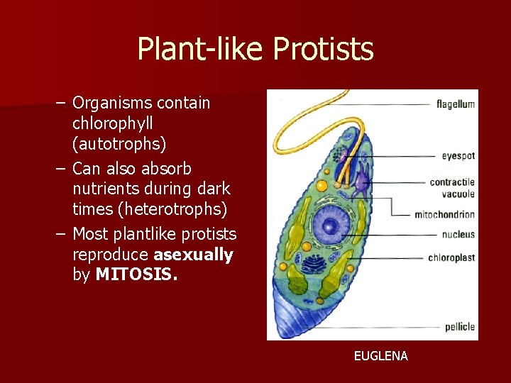 Plant-like Protists – Organisms contain chlorophyll (autotrophs) – Can also absorb nutrients during dark