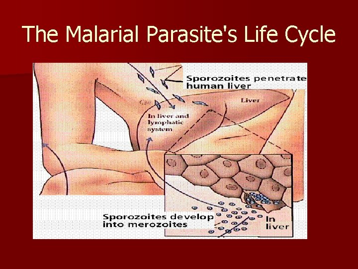 The Malarial Parasite's Life Cycle 