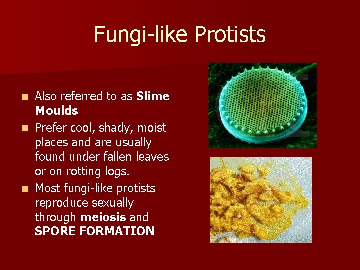Fungi-like Protists Also referred to as Slime Moulds n Prefer cool, shady, moist places