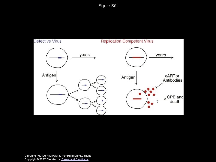 Figure S 5 Cell 2015 160420 -432 DOI: (10. 1016/j. cell. 2015. 01. 020)