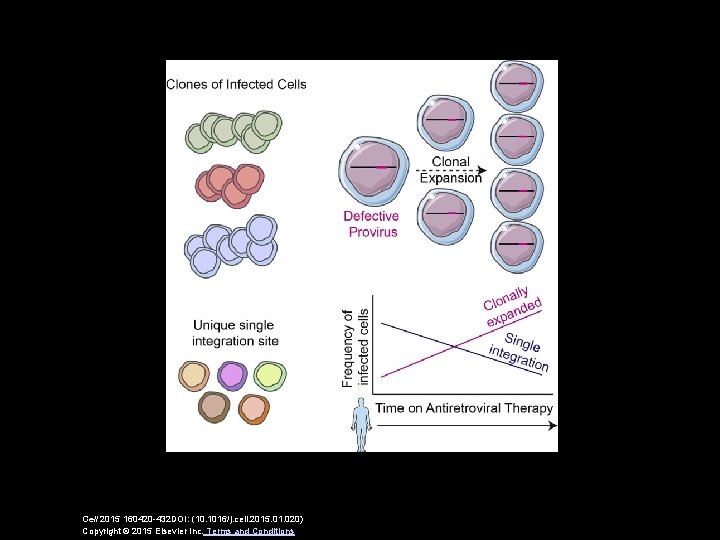 Cell 2015 160420 -432 DOI: (10. 1016/j. cell. 2015. 01. 020) Copyright © 2015