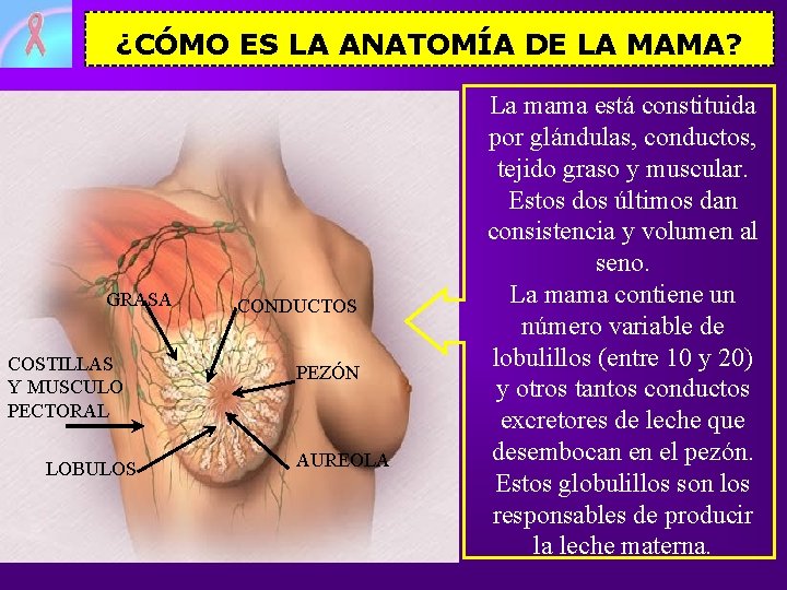 ¿CÓMO ES LA ANATOMÍA DE LA MAMA? GRASA COSTILLAS Y MUSCULO PECTORAL LOBULOS CONDUCTOS