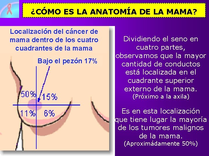 ¿CÓMO ES LA ANATOMÍA DE LA MAMA? Localización del cáncer de mama dentro de