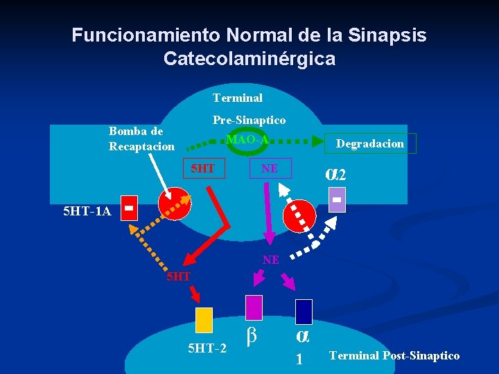 Funcionamiento Normal de la Sinapsis Catecolaminérgica Terminal Pre-Sinaptico Bomba de Recaptacion MAO-A 5 HT