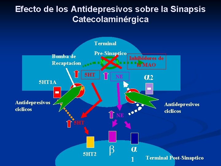 Efecto de los Antidepresivos sobre la Sinapsis Catecolaminérgica Terminal Pre-Sinaptico Bomba de Recaptacion MAO-A