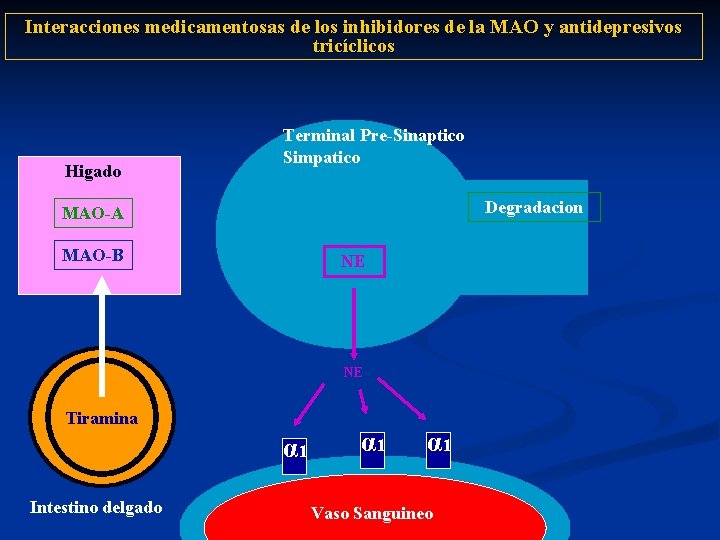Interacciones medicamentosas de los inhibidores de la MAO y antidepresivos tricíclicos Higado Terminal Pre-Sinaptico