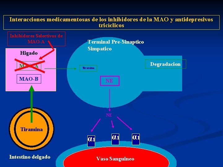 Interacciones medicamentosas de los inhibidores de la MAO y antidepresivos tricíclicos Inhibidores Selectivos de