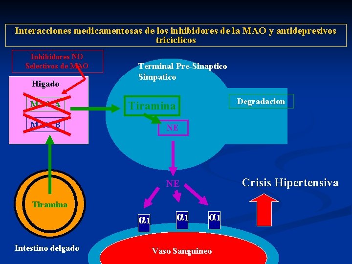 Interacciones medicamentosas de los inhibidores de la MAO y antidepresivos tricíclicos Inhibidores NO Selectivos