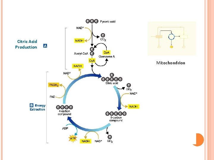Citric Acid Production Mitochondrion Citric Acid Production Mitochondrion