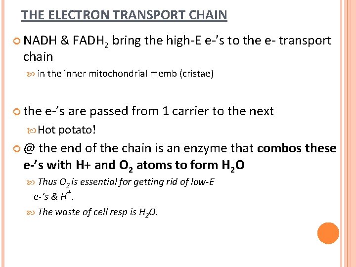 THE ELECTRON TRANSPORT CHAIN NADH chain & FADH 2 bring the high-E e-’s to THE ELECTRON TRANSPORT CHAIN NADH chain & FADH 2 bring the high-E e-’s to