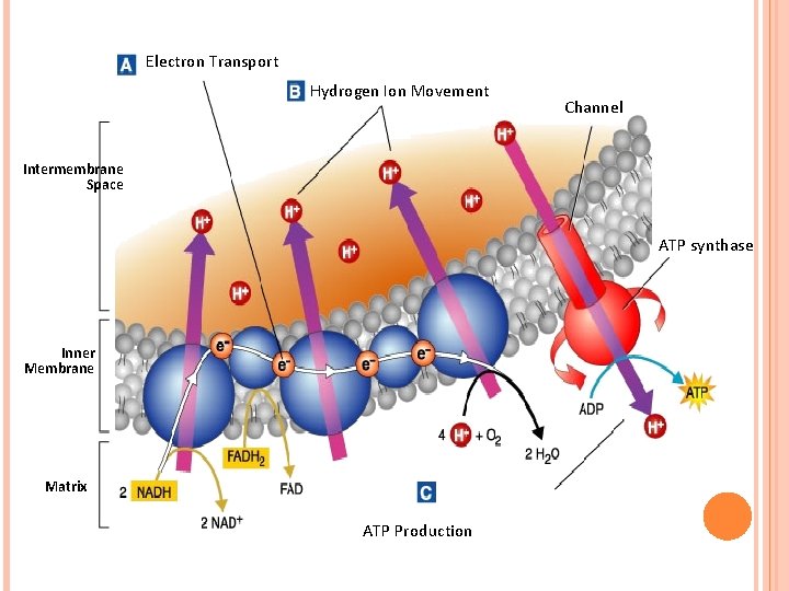 Electron Transport Hydrogen Ion Movement Channel Intermembrane Space ATP synthase Inner Membrane Matrix ATP Electron Transport Hydrogen Ion Movement Channel Intermembrane Space ATP synthase Inner Membrane Matrix ATP