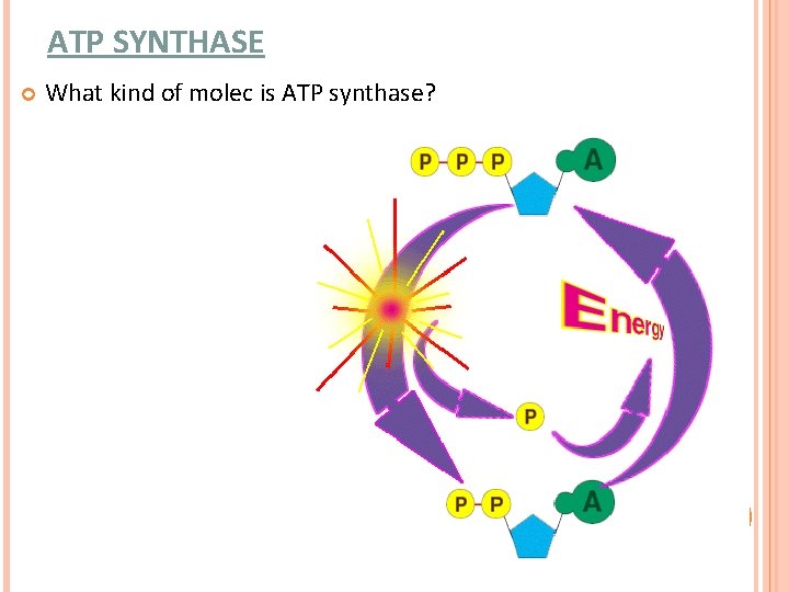 ATP SYNTHASE What kind of molec is ATP synthase? ATP SYNTHASE What kind of molec is ATP synthase?