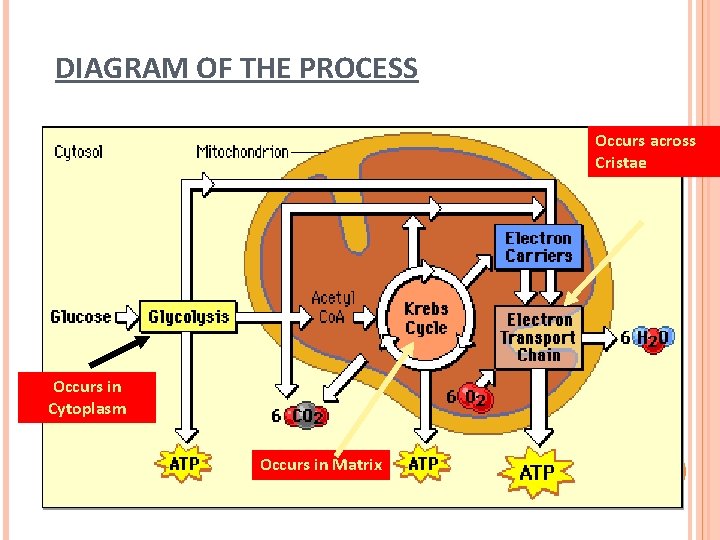 DIAGRAM OF THE PROCESS Occurs across Cristae Copyright Cmassengale Occurs in Cytoplasm Occurs in DIAGRAM OF THE PROCESS Occurs across Cristae Copyright Cmassengale Occurs in Cytoplasm Occurs in