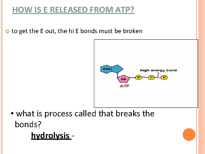 HOW IS E RELEASED FROM ATP? to get the E out, the hi E HOW IS E RELEASED FROM ATP? to get the E out, the hi E