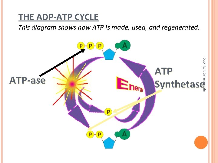 THE ADP-ATP CYCLE This diagram shows how ATP is made, used, and regenerated. Copyright THE ADP-ATP CYCLE This diagram shows how ATP is made, used, and regenerated. Copyright
