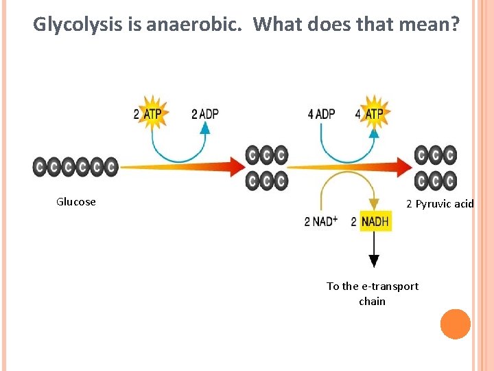 Glycolysis is anaerobic. What does that mean? Glucose 2 Pyruvic acid To the e-transport Glycolysis is anaerobic. What does that mean? Glucose 2 Pyruvic acid To the e-transport
