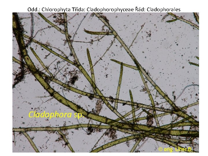 Odd. : Chlorophyta Třída: Cladophorophyceae Řád: Cladophorales Cladophora sp. © orig. Uher B. 