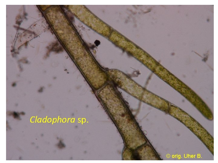 Cladophora sp. © orig. Uher B. 