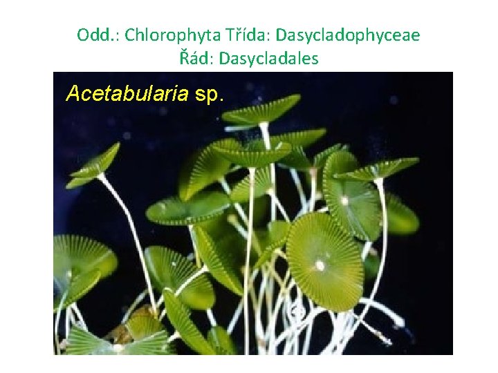 Odd. : Chlorophyta Třída: Dasycladophyceae Řád: Dasycladales Acetabularia sp. 