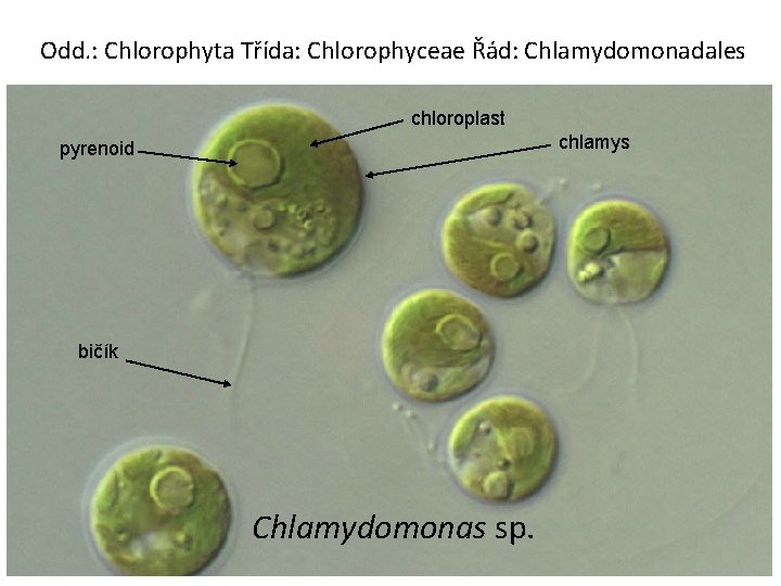 Odd. : Chlorophyta Třída: Chlorophyceae Řád: Chlamydomonadales chloroplast chlamys pyrenoid bičík Chlamydomonas sp. 