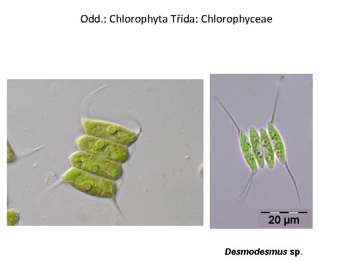 Odd. : Chlorophyta Třída: Chlorophyceae Desmodesmus sp. 